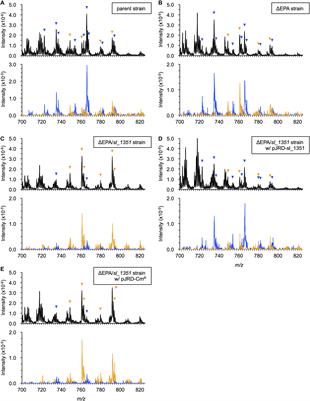 Bioconversion From Docosahexaenoic Acid to Eicosapentaenoic Acid in the Marine Bacterium Shewanella livingstonensis Ac10